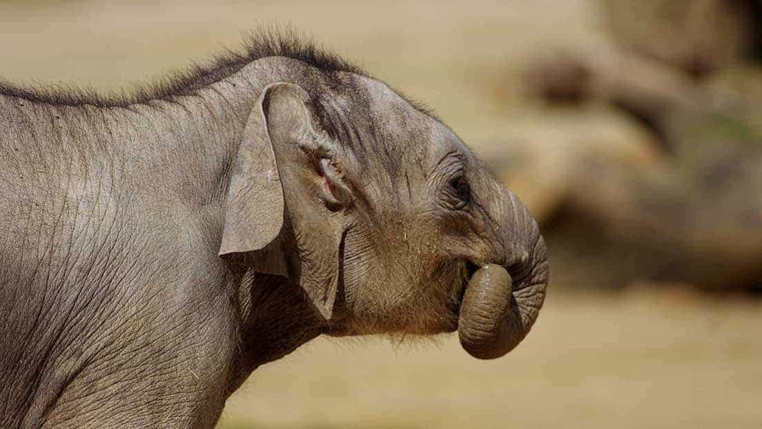 Twycross Zoo